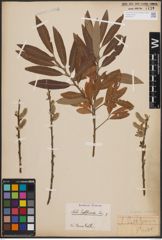 Foto von Salix cinerea L. x Salix viminalis L.